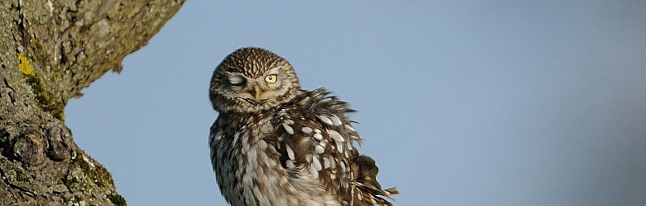 Image with missing alt attribute found on nabu.de