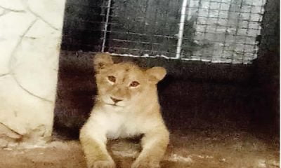 Image with missing alt attribute found on naijanews.com