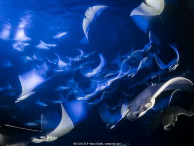 School of Munk's devil ray, pygmy devil ray, (Mobula munkiana), feeding on plankton at night, photographed on a long exposure, Espiritu Santo Island, Sea of Cortez, Baja California, Mexico, East Pacific Ocean
