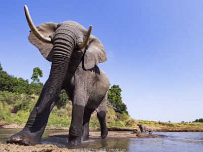 African elephant (Loxodonta africana) near water approaching - remote camera. Masai Mara National Reserve, Kenya.