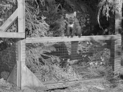 Radio-collared Male Pine Marten (Martes martes) emerging from a temporary soft release cage after dark during the Forest of Dean and River Wye Pine Marten Project, the Forest of Dean, Gloucestershire, UK, September 2019. Captured with a camera trap and infra-red light.