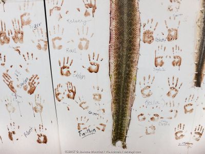 Rattlesnake skins pinned to a wall, with bloody handprints and signatures of those who have skinned snakes at at the annual Rattlesnake Roundup, Sweetwater, Texas, USA. Highly commended in the Wildlife Photojournalism Category of the Wildlife Photographer of the Year Awards 2019.