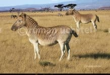 Image with missing alt attribute found on newdinosaurs.com