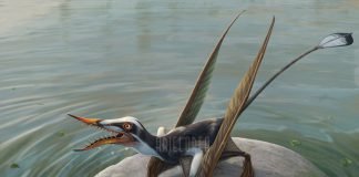 Image with missing alt attribute found on newdinosaurs.com