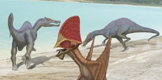 Image with missing alt attribute found on newdinosaurs.com