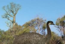 Image with missing alt attribute found on newdinosaurs.com