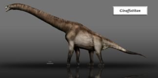Image with missing alt attribute found on newdinosaurs.com