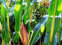 Image with missing alt attribute found on partesdel.com