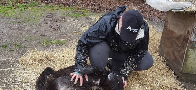 Image with missing alt attribute found on peta.org