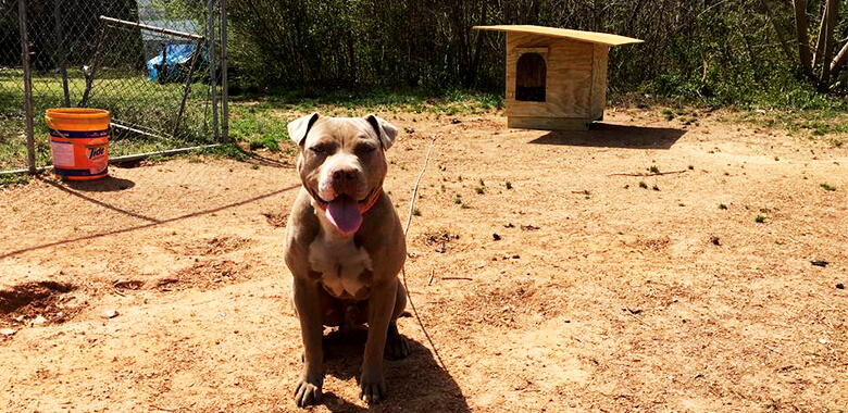 Image with missing alt attribute found on peta.org