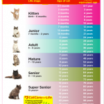 Image with missing alt attribute found on petconearme1.com