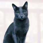 Image with missing alt attribute found on petconearme1.com