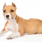 Image with missing alt attribute found on petconearme1.com