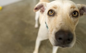 Image with missing alt attribute found on petmd.com