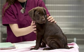 Image with missing alt attribute found on petmd.com