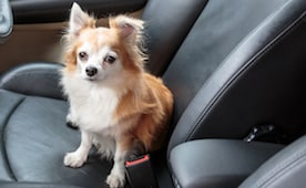 Image with missing alt attribute found on petmd.com