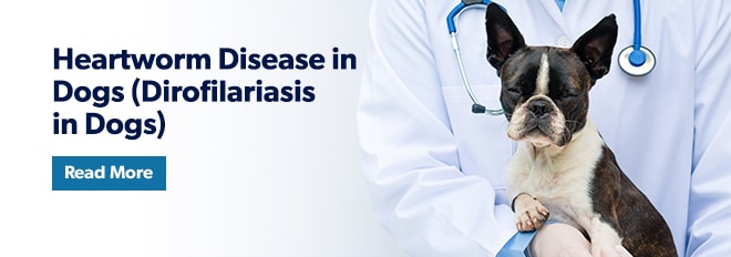 Image with missing alt attribute found on petmd.com