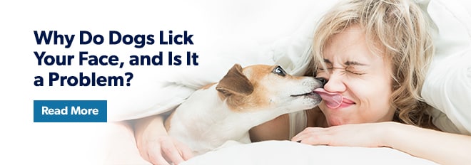 Image with missing alt attribute found on petmd.com