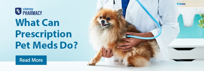 Image with missing alt attribute found on petmd.com