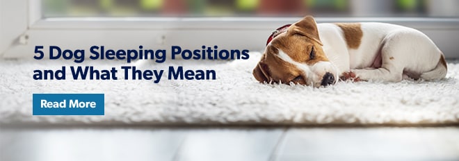 Image with missing alt attribute found on petmd.com