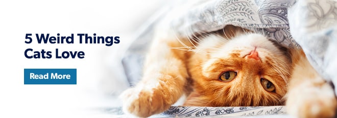 Image with missing alt attribute found on petmd.com