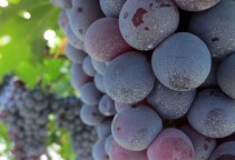 Image with missing alt attribute found on pezcyclingnews.com