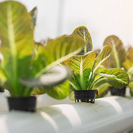 Image with missing alt attribute found on planetnatural.com