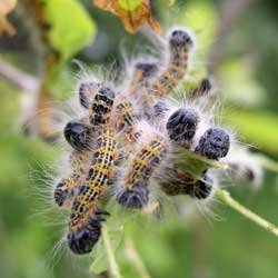 Image with missing alt attribute found on planetnatural.com