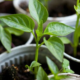 Image with missing alt attribute found on planetnatural.com