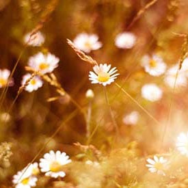 Image with missing alt attribute found on planetnatural.com