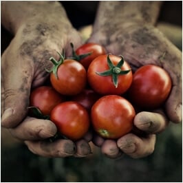 Image with missing alt attribute found on planetnatural.com