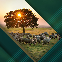 Image with missing alt attribute found on agrarszektor.hu