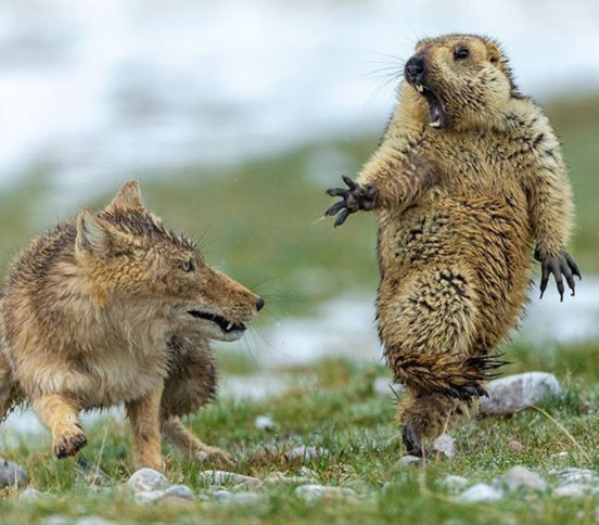 Image with missing alt attribute found on pravmir.ru