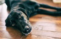 Why Do Dogs Drah Their Butts on the Floor?
