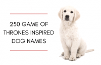 350 Game of Thrones Inspired Dog Names