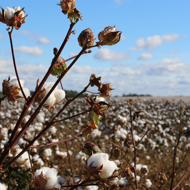 Image with missing alt attribute found on quarks.de