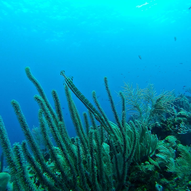 Image with missing alt attribute found on quarks.de