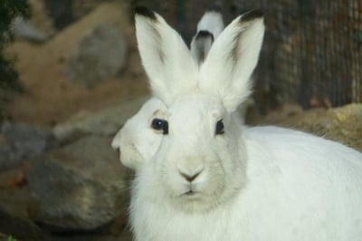 Image with missing alt attribute found on radiowroclaw.pl