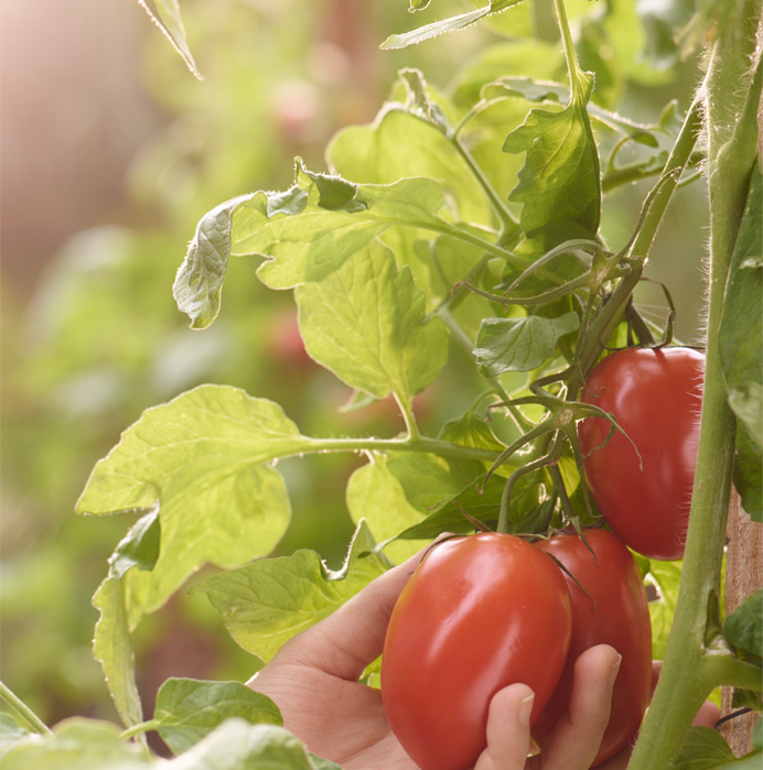 Image with missing alt attribute found on ragu.com