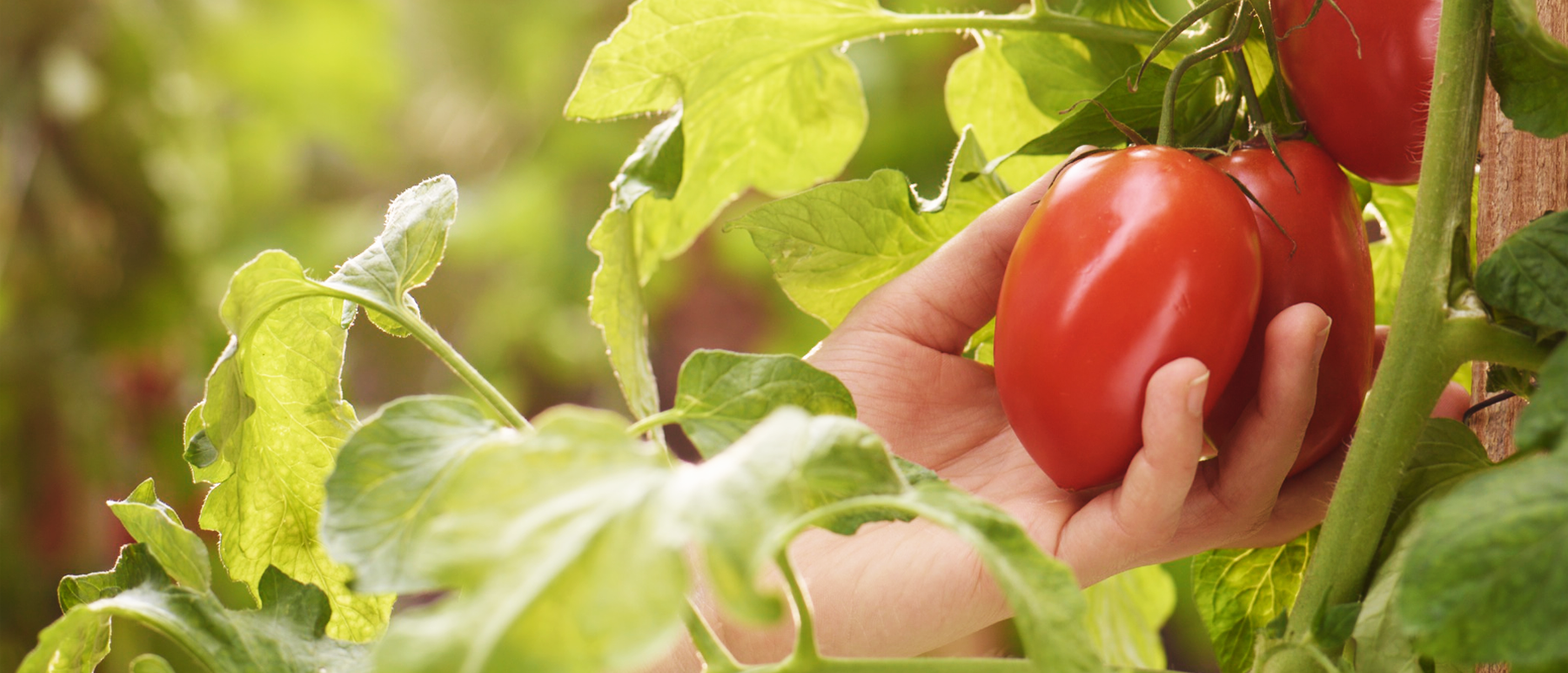 Image with missing alt attribute found on ragu.com