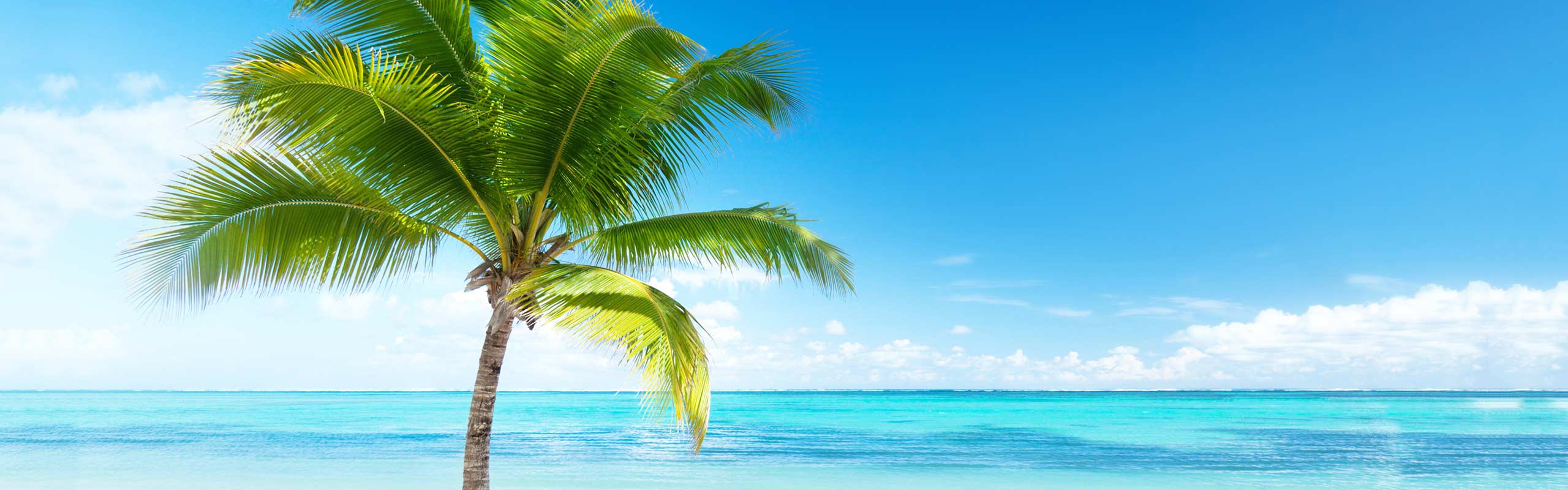 Пляж пальмы панорама