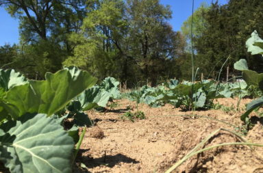 Earthseed Land Collective