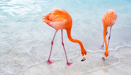 Image with missing alt attribute found on rssc.com