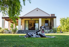 Pet Friendly Accommodation in South Africa