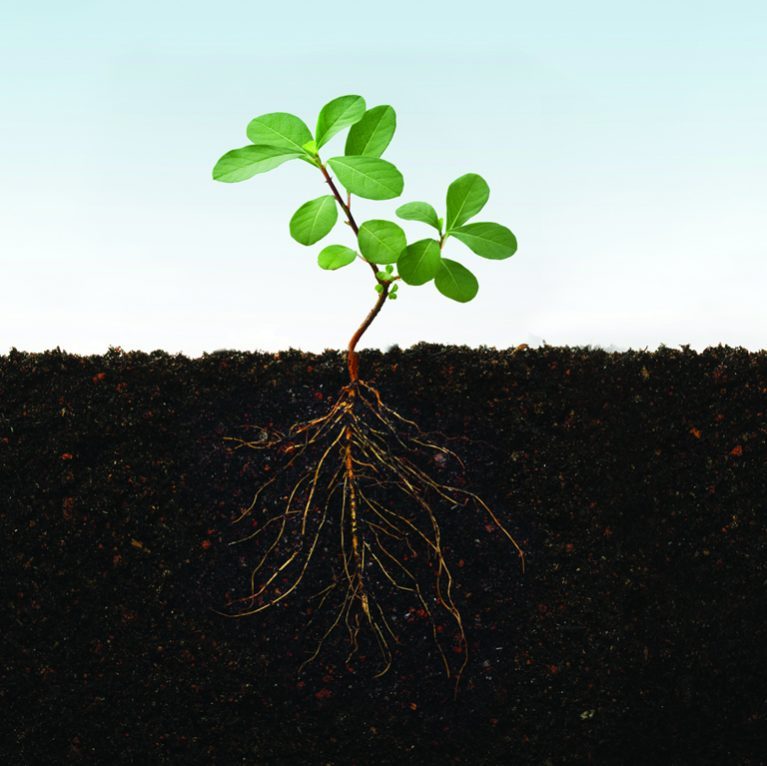 Ideal_Plants_bcknda-767&times;766