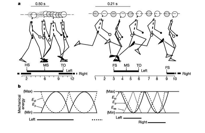 Barefoot and Minimalist Running: An Update for the Clinician