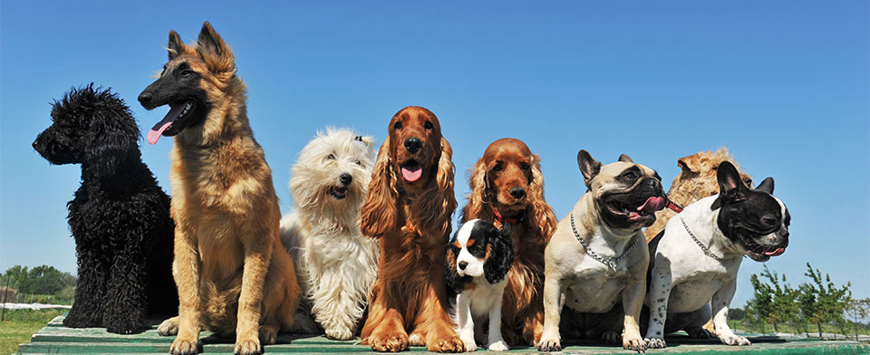 Image with missing alt attribute found on servicedogcertifications.org