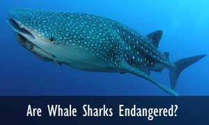 Image with missing alt attribute found on sharks-world.com