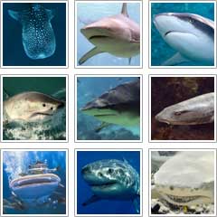Image with missing alt attribute found on sharks-world.com