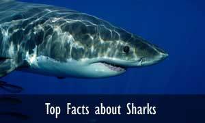 Image with missing alt attribute found on sharks-world.com